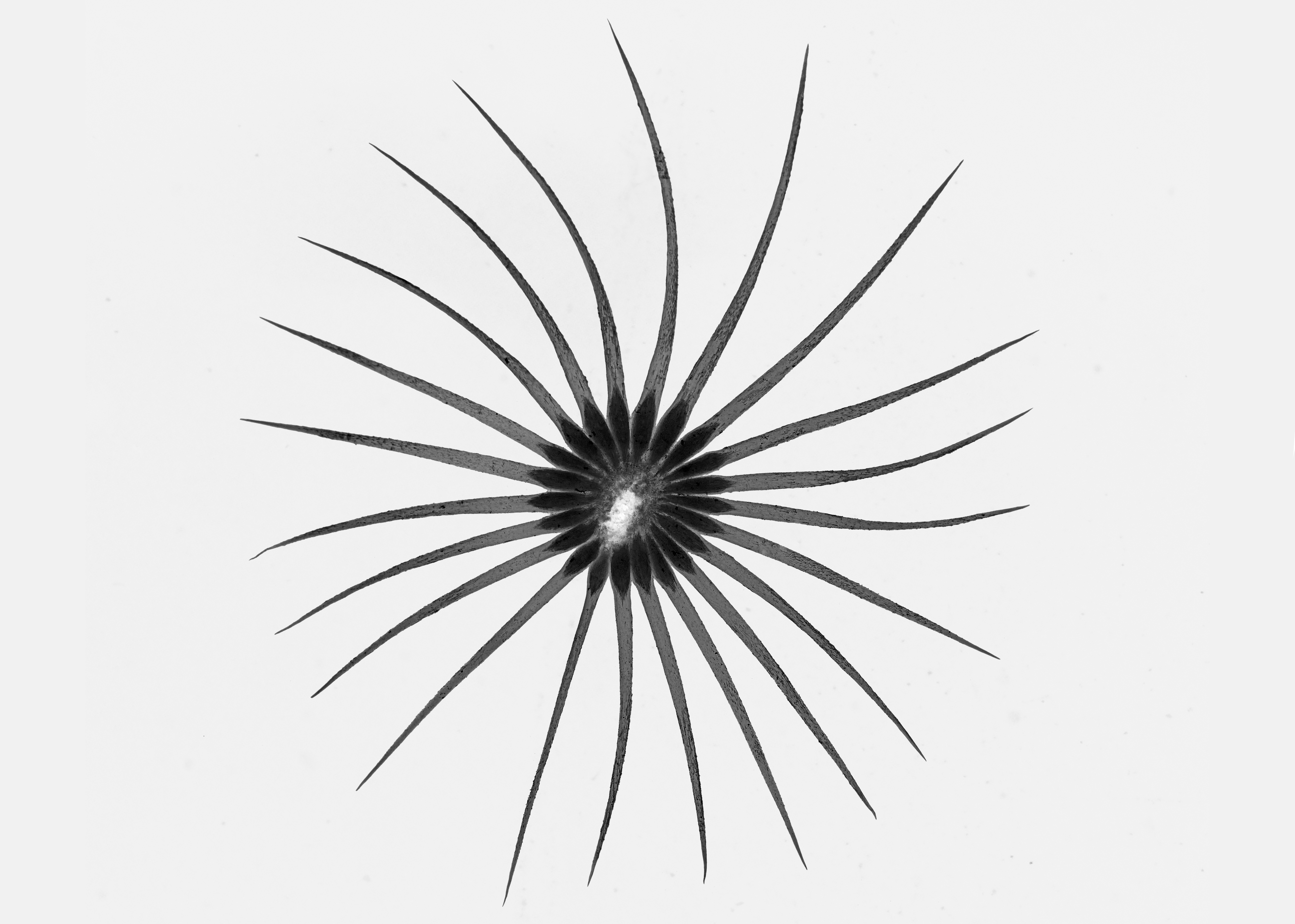 Kunstgrafik einer Spinne in schwarz/weißer Farbe
